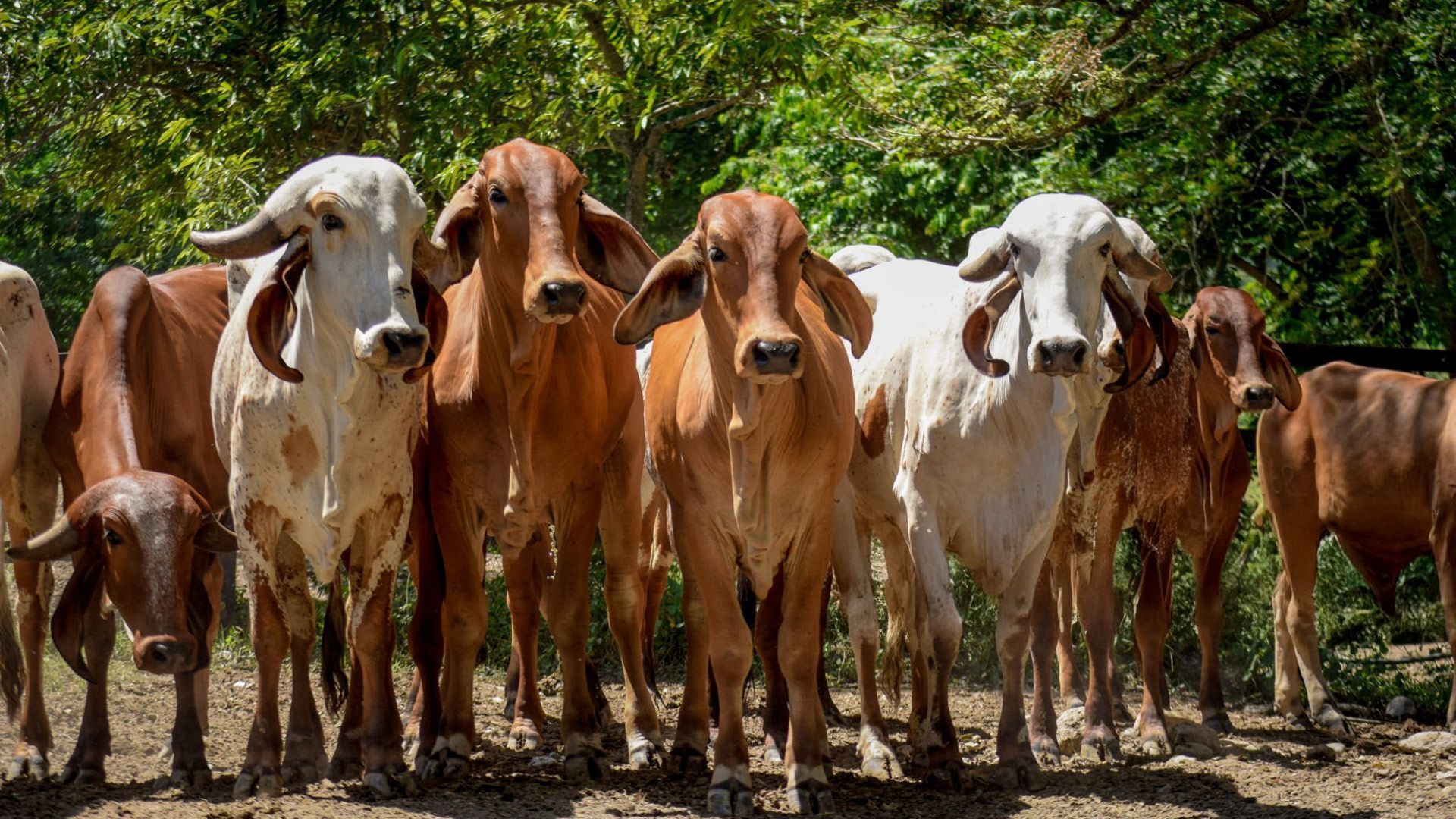 Ganado campo