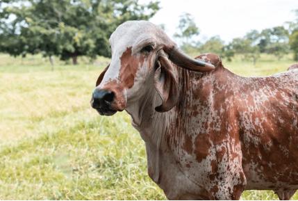 Holstein