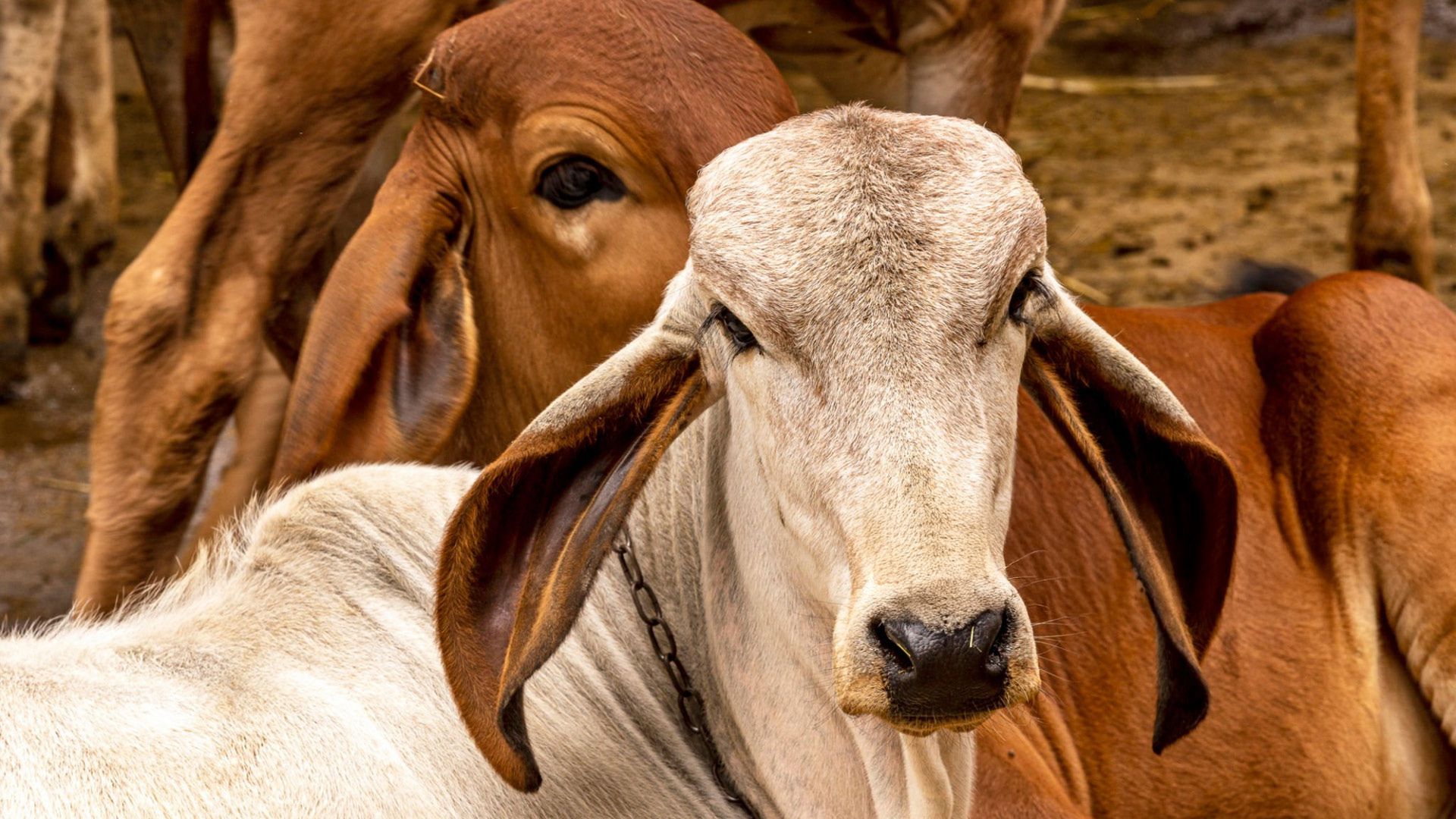 Vaca